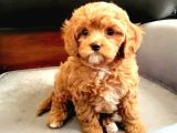 Sevimli yavrular mini puppy 0 numara MALTİPO BEBEKLERİMİZ 