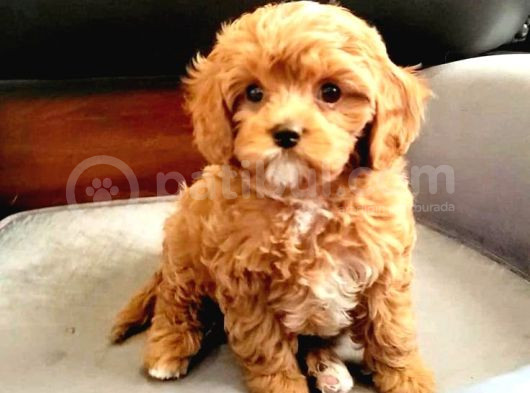 Sevimli Yavrular Mini Puppy 0 Numara Malti̇po Bebekleri̇mi̇z 
