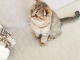 2 Bucuk Aylık Erkek Scottish Fold