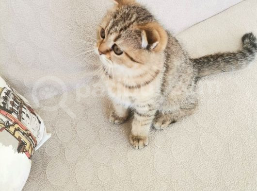 2 Bucuk Aylık Erkek Scottish Fold görsel
