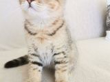 2 Bucuk Aylık Erkek Scottish Fold