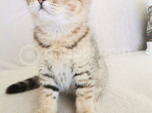 2 Bucuk Aylık Erkek Scottish Fold görsel
