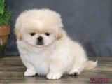 BASIK YÜZ  MİNİ PUPPY KIVIRCIK TÜYLÜ PEKİNEZ İMPERİAL YAVRU 
