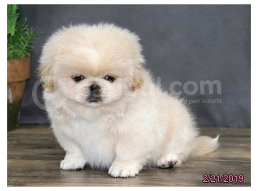 Basik Yüz  Mi̇ni̇ Puppy Kivircik Tüylü Peki̇nez İmperi̇al Yavru 