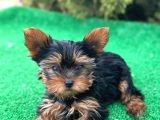 Yorkshire terrier