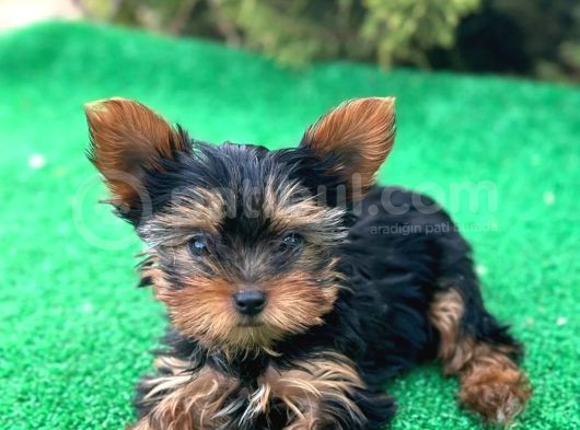Yorkshire Terrier