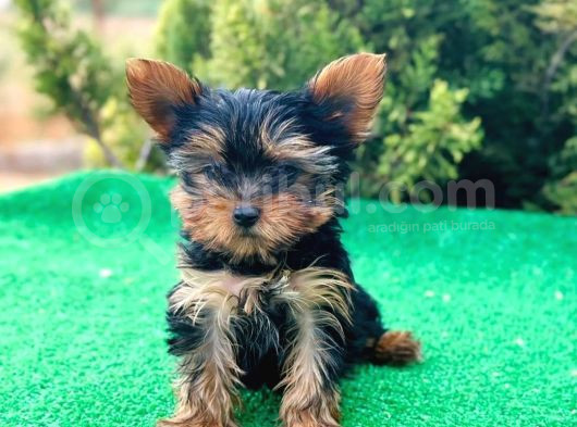 Yorkshire Terrier görsel