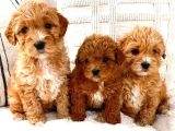 MİNİ PUPPY BOY KAHVE TONLU KIVIRCIK TÜYLÜ MALTİPO YAVRULAR 