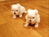 Teacup Maltese Terrier Bebekler