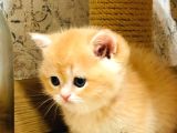A Kalite Bri̇ti̇sh Shorthai̇r Golden  Yavrular
