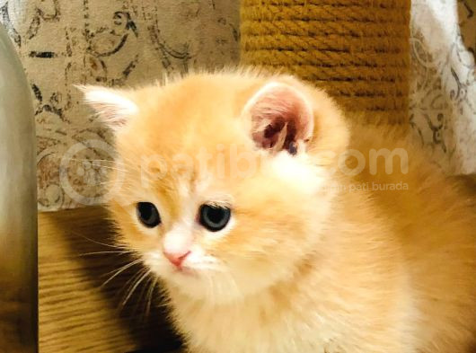 A Kalite Bri̇ti̇sh Shorthai̇r Golden  Yavrular görsel