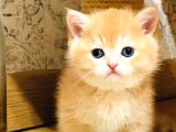 A kalite BRİTİSH SHORTHAİR GOLDEN  yavrular