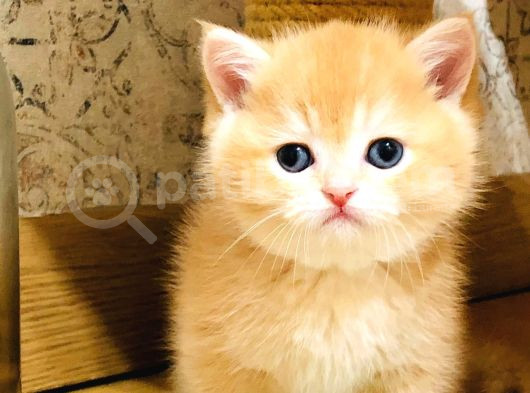 A Kalite Bri̇ti̇sh Shorthai̇r Golden  Yavrular