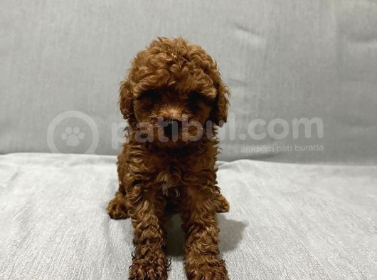 Evde Baktığım Köpeklerin Yavrusudur görsel
