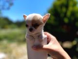 En Minik Sivava Bebek