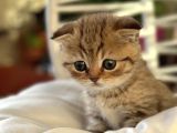 Scottish Fold Ve British Shorthair Kardeşler