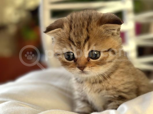 Scottish Fold Ve British Shorthair Kardeşler görsel