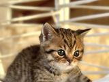 Scottish Fold Ve British Shorthair Kardeşler