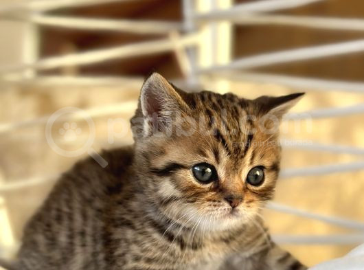 Scottish Fold Ve British Shorthair Kardeşler görsel