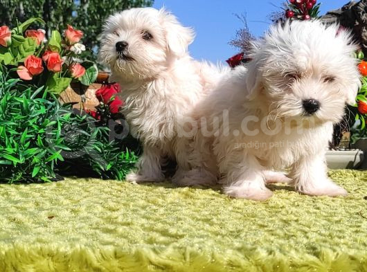 Her Bütçeye Uygun Maltese Teri̇er Yavrulari görsel
