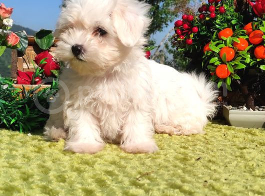 Her Bütçeye Uygun Maltese Teri̇er Yavrulari görsel