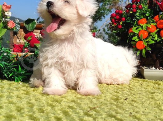Her Bütçeye Uygun Maltese Teri̇er Yavrulari
