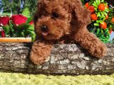 HER KESE HER KESE YE UYGUN TOY POODLE YAVRULAR