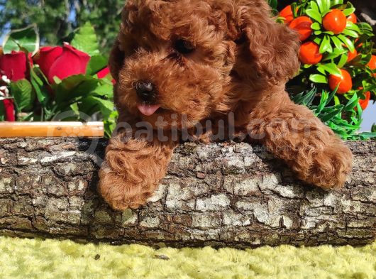 HER KESE HER KESE YE UYGUN TOY POODLE YAVRULAR