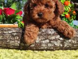 Her Kese Her Kese Ye Uygun Toy Poodle Yavrular