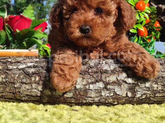 Her Kese Her Kese Ye Uygun Toy Poodle Yavrular görsel