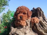 Her Kese Her Kese Ye Uygun Toy Poodle Yavrular