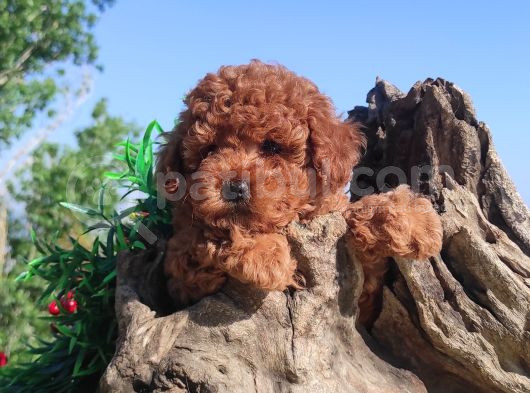 Her Kese Her Kese Ye Uygun Toy Poodle Yavrular görsel