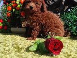 Her Kese Her Kese Ye Uygun Toy Poodle Yavrular