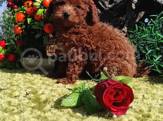 Her Kese Her Kese Ye Uygun Toy Poodle Yavrular görsel