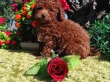 Her Kese Her Kese Ye Uygun Toy Poodle Yavrular