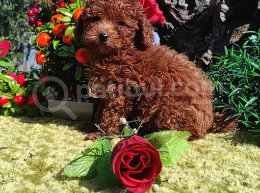 Her Kese Her Kese Ye Uygun Toy Poodle Yavrular görsel