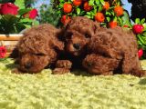 Her Kese Her Kese Ye Uygun Toy Poodle Yavrular