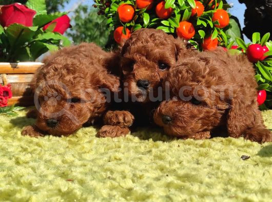 Her Kese Her Kese Ye Uygun Toy Poodle Yavrular görsel