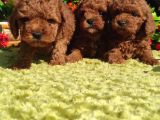 Her Kese Her Kese Ye Uygun Toy Poodle Yavrular