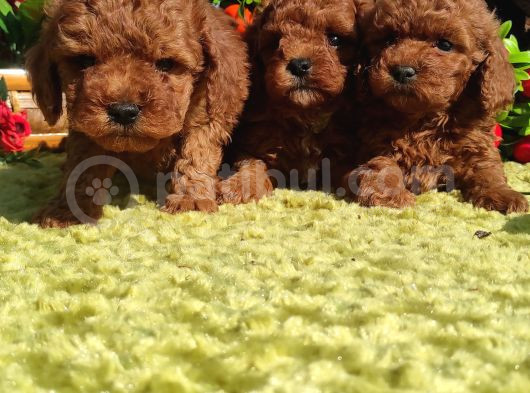 Her Kese Her Kese Ye Uygun Toy Poodle Yavrular görsel