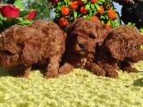 Her Kese Her Kese Ye Uygun Toy Poodle Yavrular