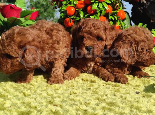Her Kese Her Kese Ye Uygun Toy Poodle Yavrular görsel