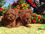 Her Kese Her Kese Ye Uygun Toy Poodle Yavrular