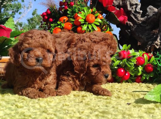 Her Kese Her Kese Ye Uygun Toy Poodle Yavrular görsel