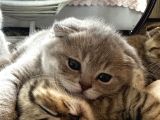 Scottish Fold Ve British Shorthair Kardeşler