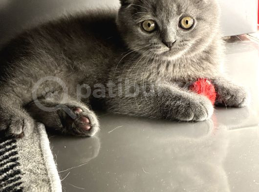 Minik Bebeklerimiz görsel