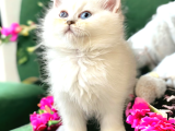 British shorthair silver Ve Silver Point yavrular