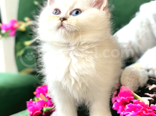 British Shorthair Silver Ve Silver Point Yavrular