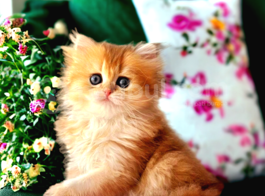 Lisanslı Üreticiden Golden Bebekler görsel