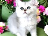 British Shorthair Silver Ve Silver Point Yavrular